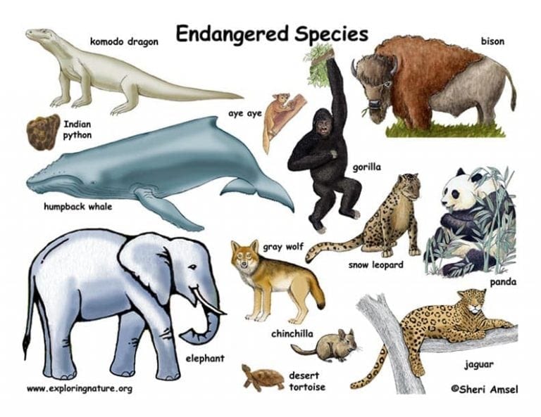 The Endangered Species Act A Critical Safety Net Now Threatened By 