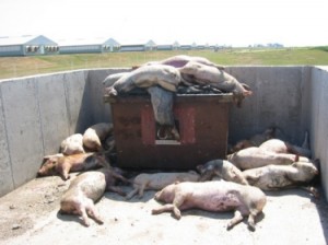 Factory farms victims do not exist for most people who claim to defend animals. 