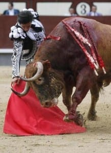 A bull bled heavily