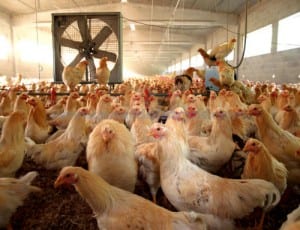 chickensFarmFactory