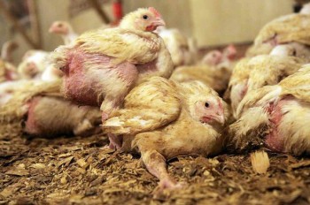 chickensSick and deformed chickens suffering inside a chicken factory farm