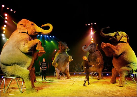 circus-exotic-animals-circus-banned-1