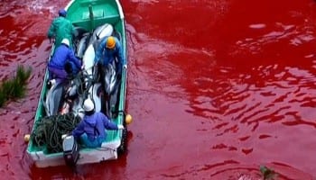 The Taiji massacre is one of the most notorious, but unfortunately it's not the only one. 