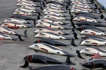 dolphins-Whaling_in_the_Faroe_Islands