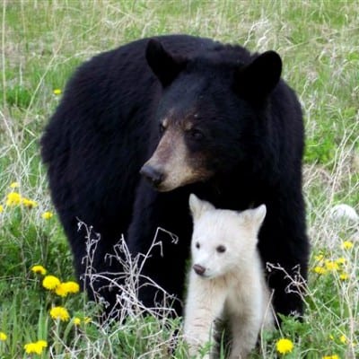 white-black-bears-8