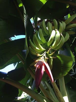 cubaVIIIbananas