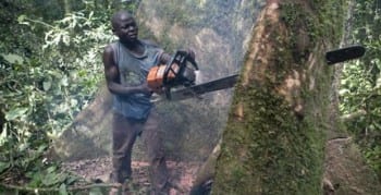 Logging in the Congo. 