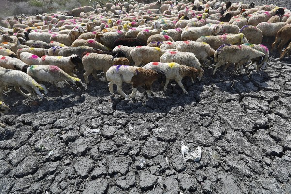 india-heat-wave-2-sheep