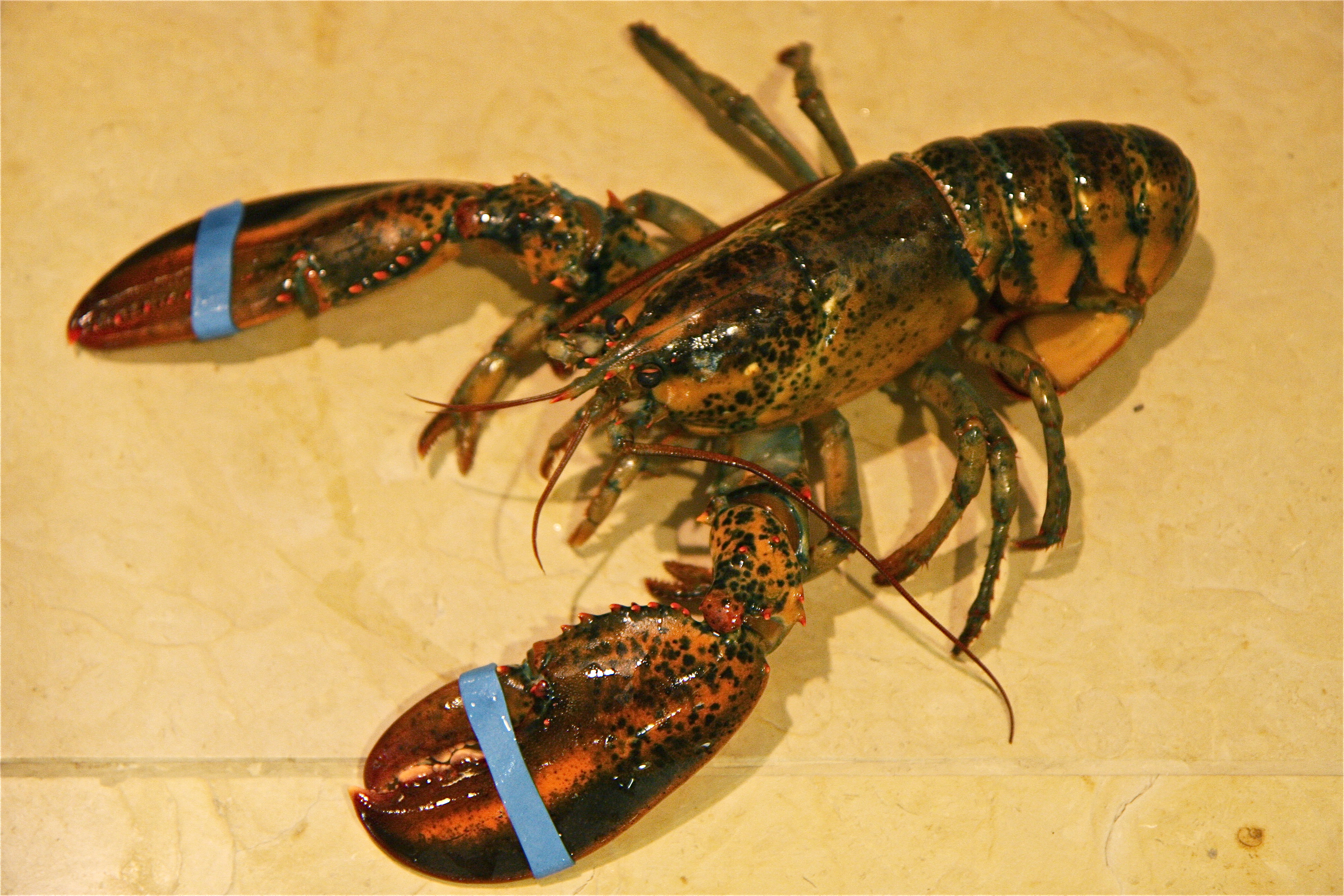 CAMPAIGN: Demand Red Lobster Stun Crustaceans Before Cooking Them ...