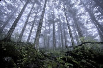 Shennongjia virgin forest