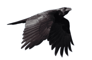 bird-flock_raven_flying__with_alpha_layer__by_netzephyr-d5u242d